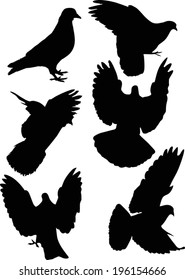 illustration with pigeon silhouettes isolated on white background
