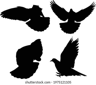 illustration with pigeon silhouettes isolated on white background