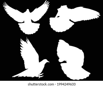 illustration with pigeon silhouettes isolated on black background