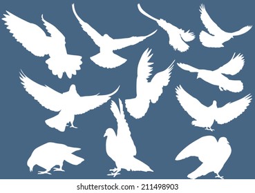 illustration with pigeon silhouettes isolated on blue background