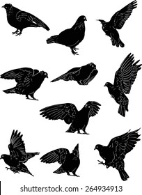 illustration with pigeon silhouettes isolated on white background