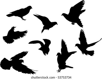 illustration with pigeon silhouettes isolated on white background