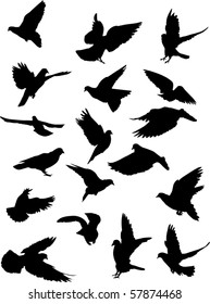 illustration with pigeon silhouettes isolated on white background