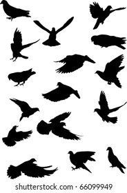 illustration with pigeon silhouettes isolated on white background