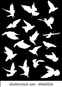 illustration with pigeon silhouettes isolated on black background