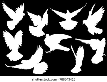 illustration with pigeon silhouettes isolated on black background