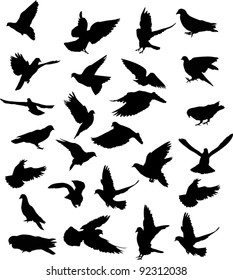 illustration with pigeon silhouettes isolated on white background