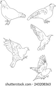 illustration with pigeon sketches isolated on white background