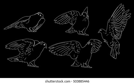 illustration with pigeon sketches isolated on black background