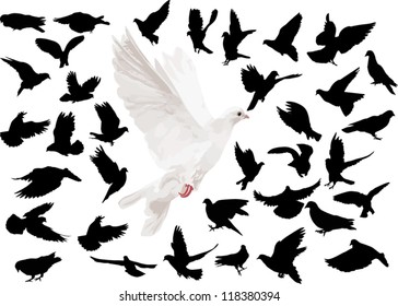 illustration with pigeons isolated on white background