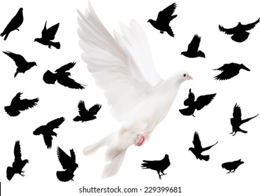 illustration with pigeons isolated on white background