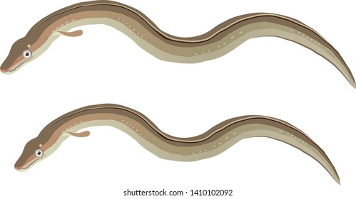 Illustration of the pike conger