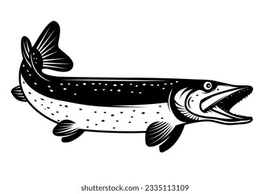 Illustration of pike fish in monochrome style. Pike fish isolated on white background