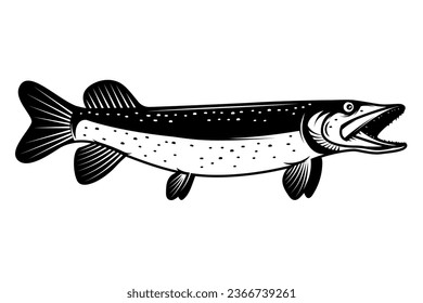 Illustration of pike fish in monochrome style. Pike fish isolated on white background