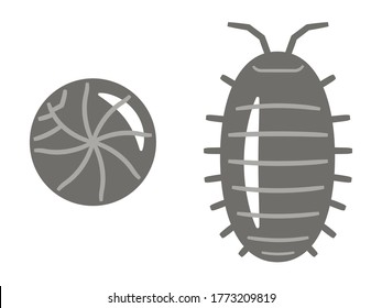 Illustration of Pill bug on white background.