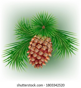 Illustration of a pine branch with a pine cone.