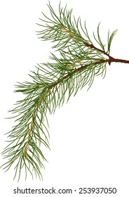 illustration with pine branch isolated on white background