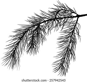 Illustration With Pine Branch Isolated On White Background