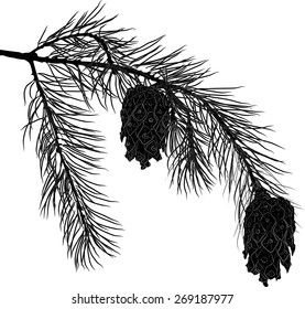 illustration with pine branch isolated on white background