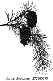 illustration with pine branch isolated on white background