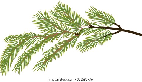 illustration with pine branch isolated on white background