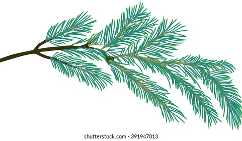 illustration with pine branch isolated on white background