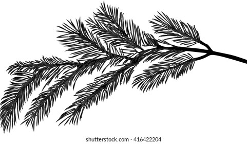 illustration with pine branch isolated on white background