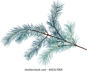 illustration with pine branch isolated on white background