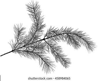 illustration with pine branch isolated on white background