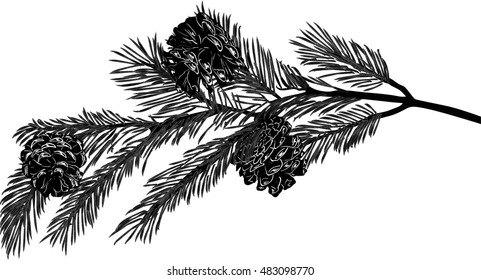 Illustration With Pine Branch Isolated On White Background