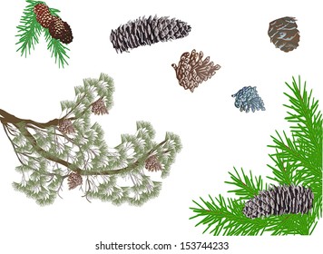 Illustration mit Kiefernästen und -kons einzeln auf weißem Hintergrund
