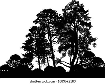 illustration with pine forest silhouettes isolated on white background