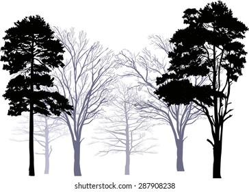 illustration with pine forest silhouettes isolated on white background