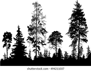 illustration with pine forest silhouettes isolated on white background