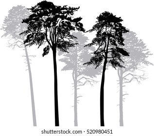 illustration with pine forest silhouettes isolated on white background