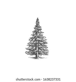 Illustration of pine hand drawing