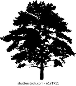 illustration with pine silhouette isolated on white background