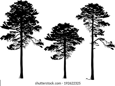 illustration with pine silhouettes isolated on white background