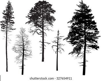 illustration with pine silhouettes isolated on white background