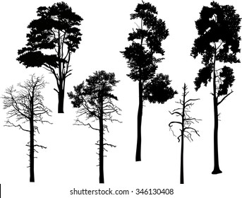 illustration with pine silhouettes isolated on white background