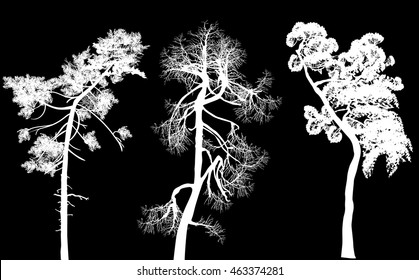 illustration with pine silhouettes isolated on black background