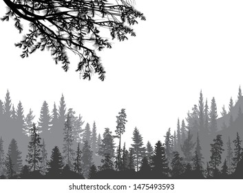 illustration with pine tree branch and grey forest isolated on white background