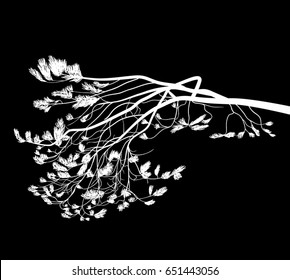 illustration with pine tree branch isolated on black background