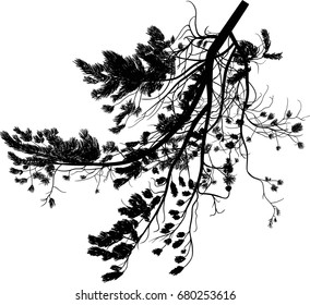 Illustration With Pine Tree Branch Isolated On White Background