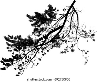 illustration with pine tree branch isolated on white background