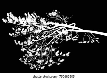 illustration with pine tree branch isolated on black background