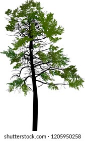 ilustración con árbol de pino aislado en fondo blanco