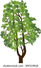 ilustração com pinheiro isolado no fundo branco