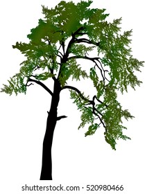 illustration with pine tree isolated on white background