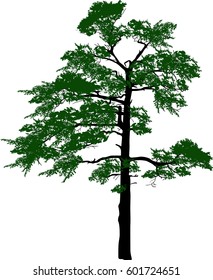 illustration with pine tree isolated on white background